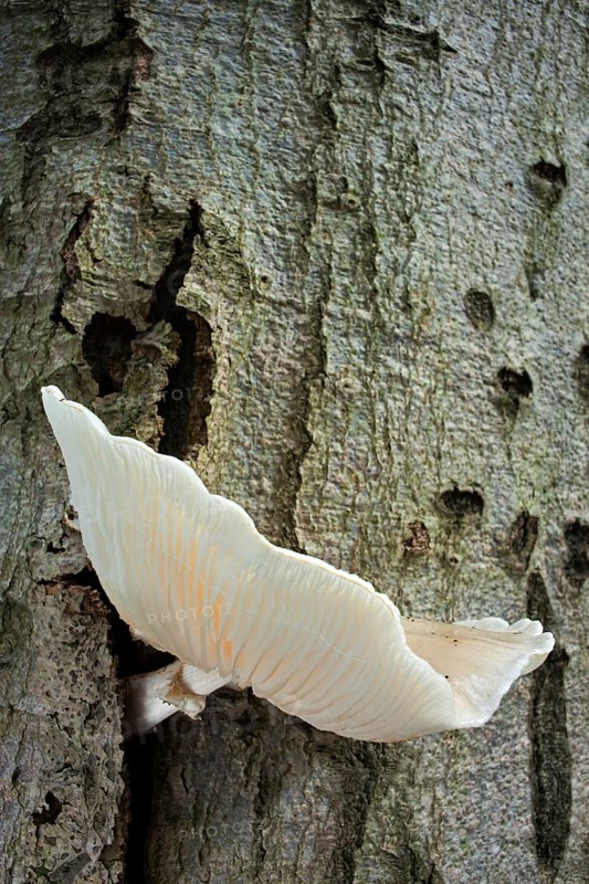 Beech mucilage, porcelain fungus (Oudemansiella mucida), Fungi, Porcelain fungus