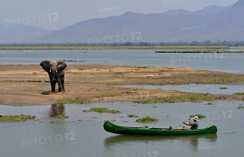 Park ranger approaches an elephant (Loxodonta africana) by canoe, Zambezi River, Mana Pools National Park, Mashonaland West Province, Zimbabwe, Africa