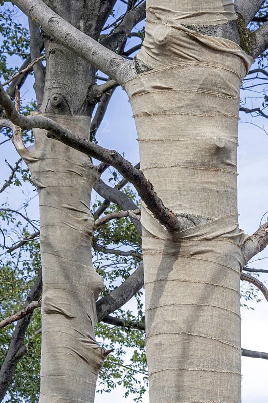 Exposed beech trees (Fagus sylvatica) trunks wrapped in burlap, jute as protection for bark against sunburn and frost