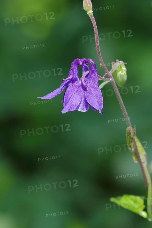 European columbine (Aquilegia vulgaris), blue flower at the edge of a forest, Wilden, North Rhine-Westphalia, Germany, Europe