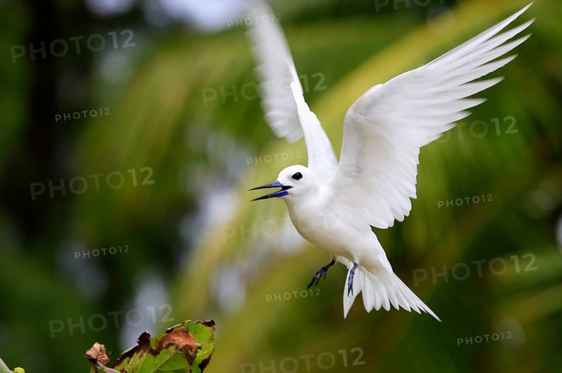Fairy Tern, Bird Island, Seychelles (Gygis alba monte), White Tern