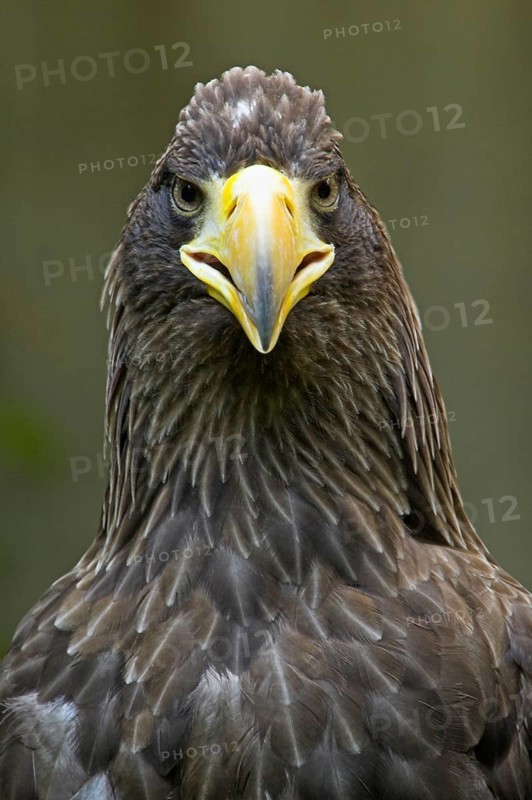 Steller's sea eagle (Haliaeetus pelagicus)