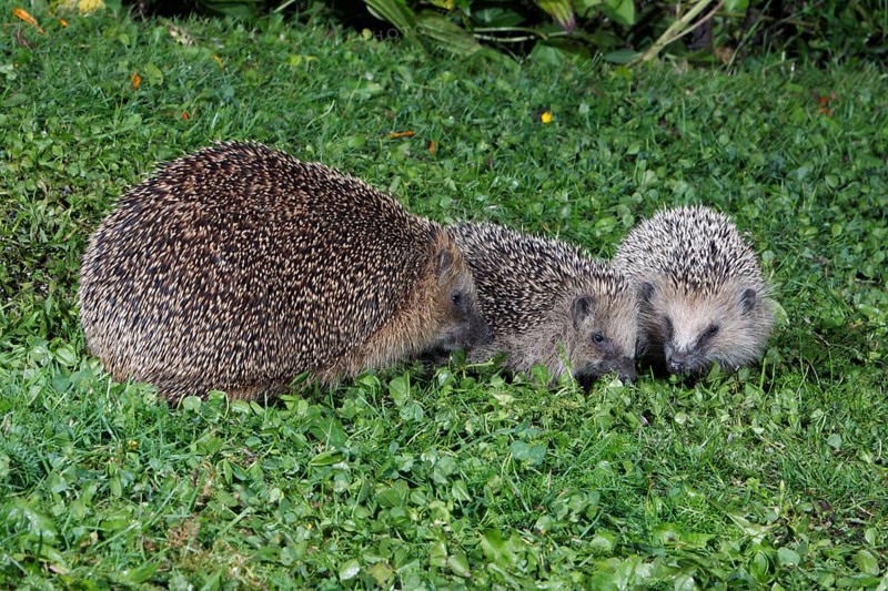 European Hedgehogs (Erinaceus europaeus), female with youngs, Germany, Europe