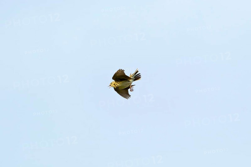 Tree pipit (Anthus trivialis), Balzflug, Lower Saxony, Germany, Europe