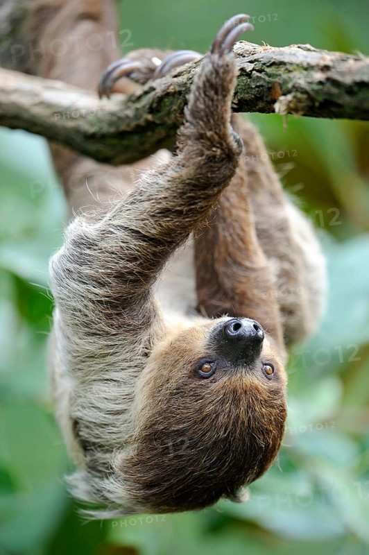 Two-toed Sloth (Choloepus didactylus)