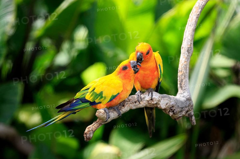 Sun conures (Aratinga solstitialis), pair