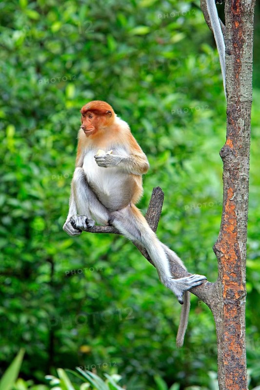 Coati, female, Labuk Bay, Sabah, proboscis monkey (Nasalis larvatus), Malaysia, Asia