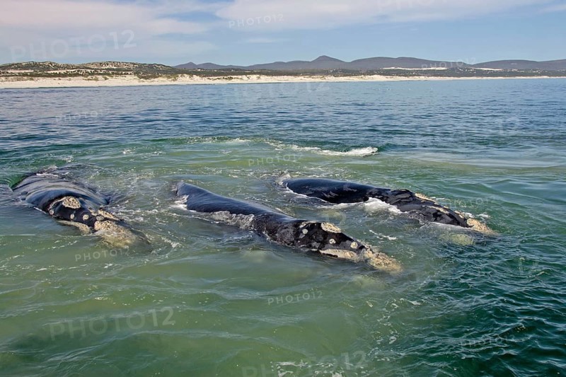 Southern Right Whales (Eubalaena australis), South Africa (Balaena glacialis australis)