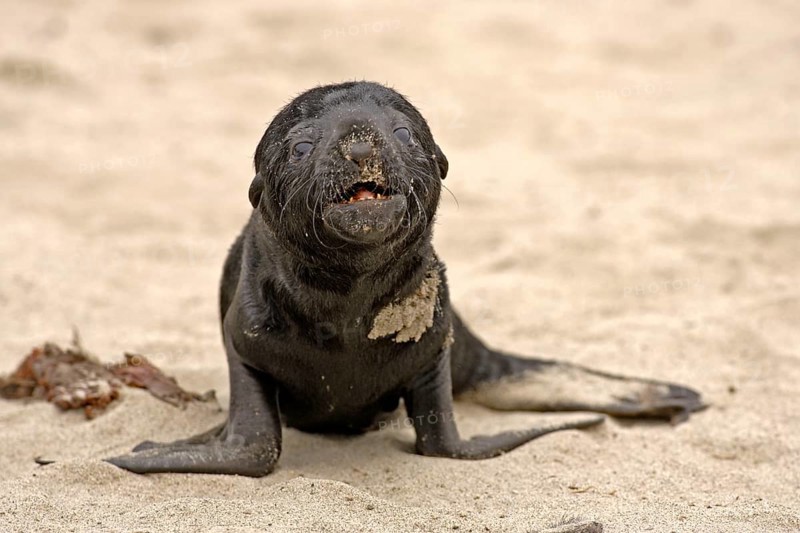 Young South African Fur Seal (Arctocephalus pusillus), Cape Cross, Namibia, Africa