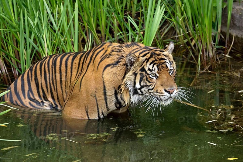 Sumatran Tiger (Panthera tigris sumatrae)
