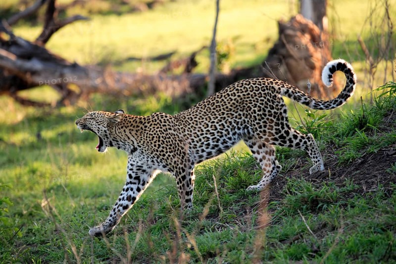 African leopard (Panthera pardus), Sabi Sabi Private Game Reserve, South Africa, lateral view, Africa