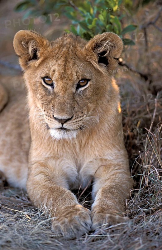 African lion (Panthera leo), young, Maasai Mara Game Reserve, nian lion, Kenya, Africa