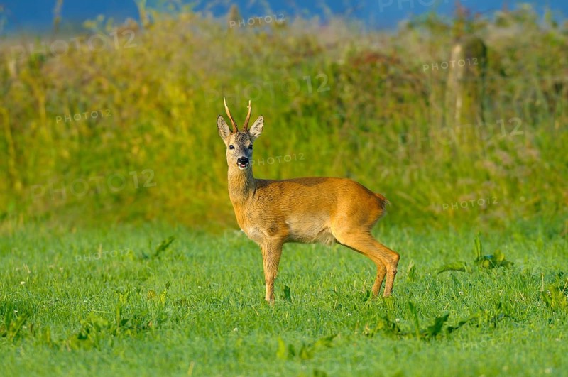 Roebuck, Dingdener Heide nature reserve, North Rhine-Westphalia, Germany, Europe
