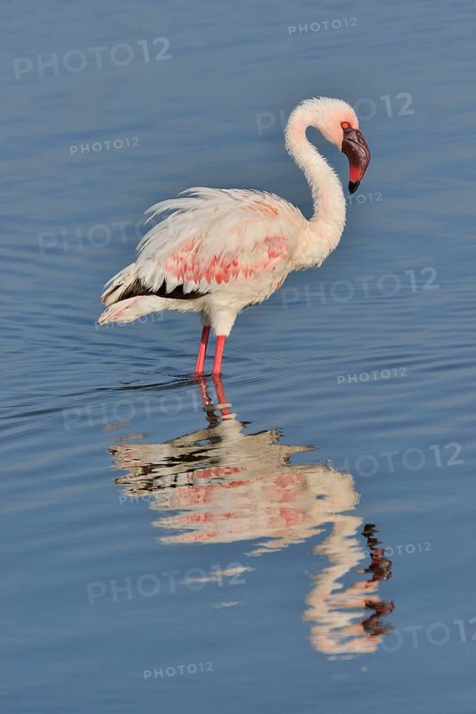 Lesser Flamingo (Phoenicopterus minor) standing in Lake Nakuru, Lake Nakuru National Park, near Nakuru, Rift Valley Province, Kenya, Africa