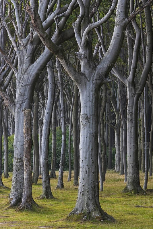 Beech trees, shaped by strong sea winds, at Ghost Wood, Gespensterwald along the Baltic Sea beach at Nienhagen, Mecklenburg-Vorpommern, Germany, Europe