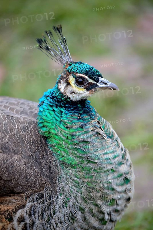 Indian Peafowl (Pavo cristatus), hen, portrait, captive, Bavaria, Germany, Europe