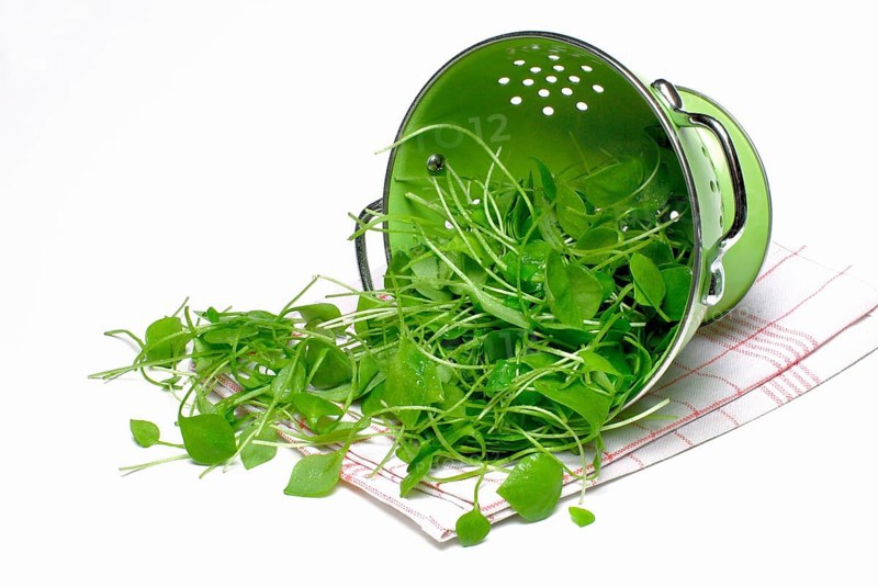 Portulaca oleracea (Portulaca oleracea) in carbon copy, summer, spice, vegetables, post, rush, sieve