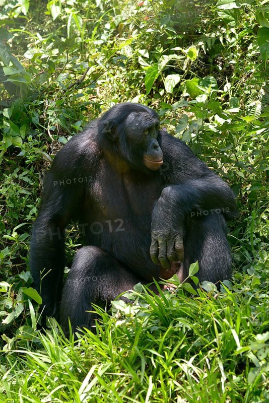 Bonobo (Pan paniscus), Lola ya Bonobo Sanctuary, Kimwenza, Mont Ngafula, Kinshasa, Democratic Republic of the Congo