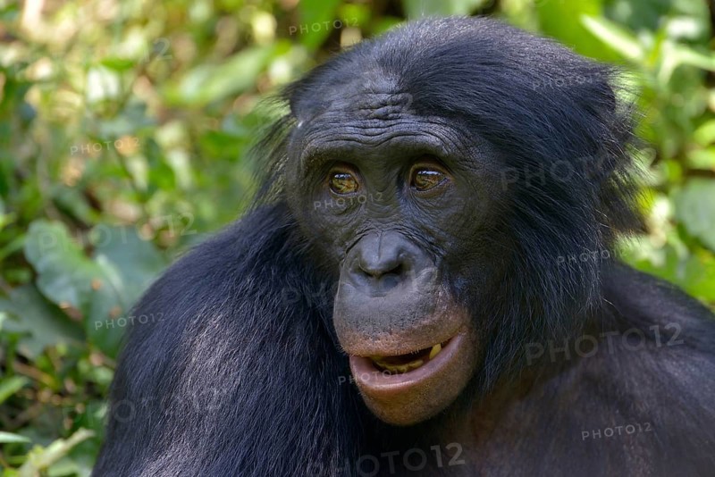 Bonobo (Pan paniscus), portrait, Lola ya Bonobo Sanctuary, Kimwenza, Mont Ngafula, Kinshasa, Democratic Republic of the Congo