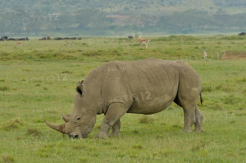 White Rhinoceros or Square-lipped Rhinoceros (Ceratotherium simum), Lake Nakuru National Park, near Nakuru, Rift Valley Province, Kenya, Africa