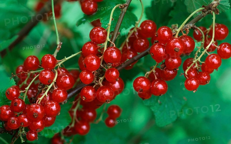 Red currants (Ribes rubrum)