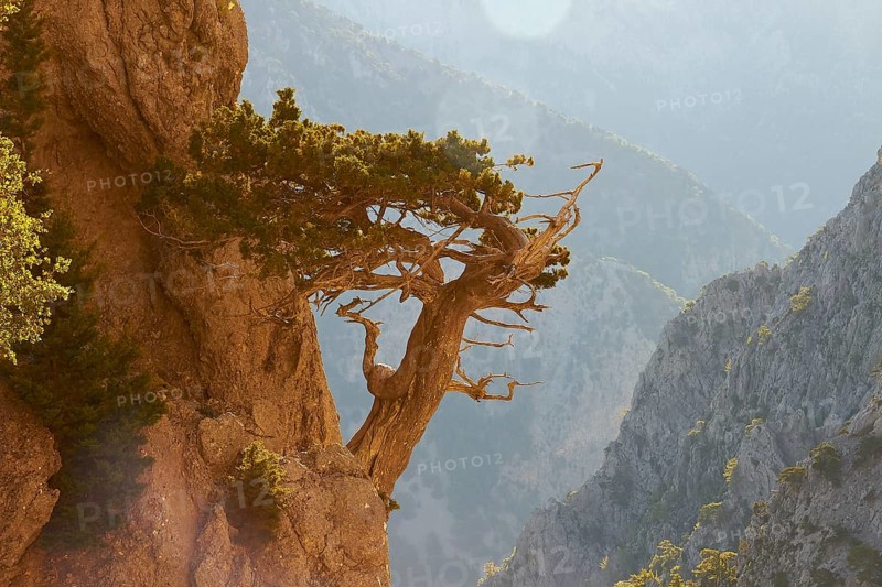 Gnarled tree clinging to rocks, Gingilos, Hiking on the Gingilos, Morning light, Back light, Sun rays, Samaria Gorge, Omalos, Lefka Ori, White Mountains, West Crete, Island of Crete, Greece, Europe
