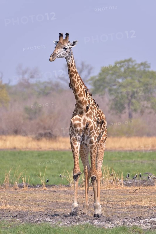 Rhodesian giraffe (Giraffa camelopardalis thornicrofti), South Luangwa National Park, Zambia, Africa