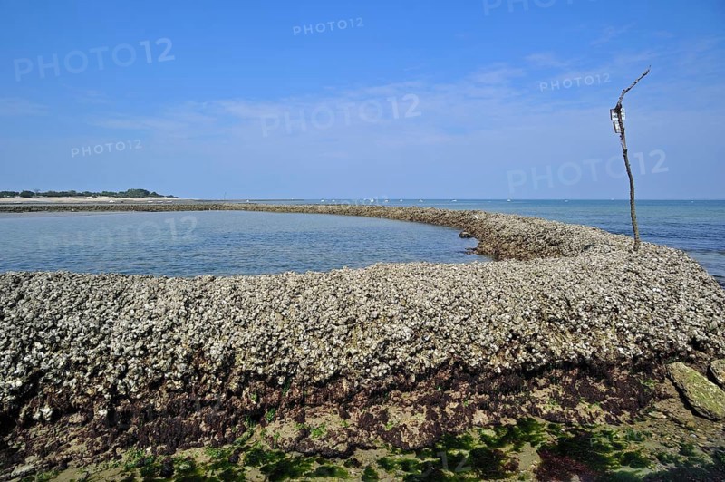 Fish sluice, écluse, traditional way of catching fish at low tide on the island of Ile de Ré, Charente-Maritime, France, Europe