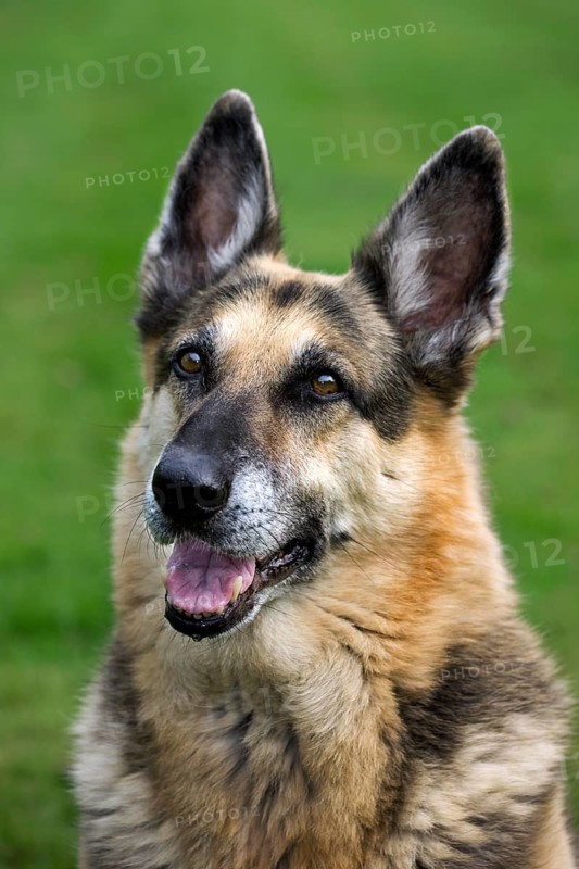Alsation, German shepherd domestic dog (Canis lupus familiaris) in the garden