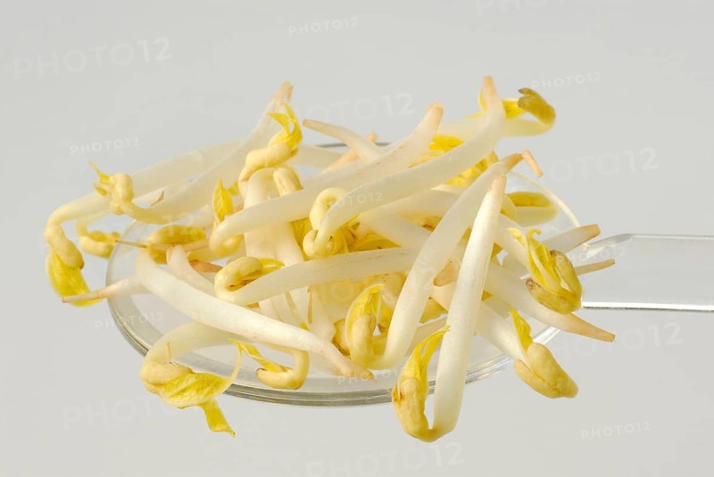 Mung beans...sprouts in a bowl, Mung beans (Phaseolus radiatus) (Vigna radiata) Seedlings (Vigna mungo) (Phaseolus mungo) Seedlings