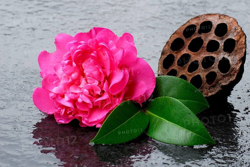 Japanese Camellia (Camellia japonica)
