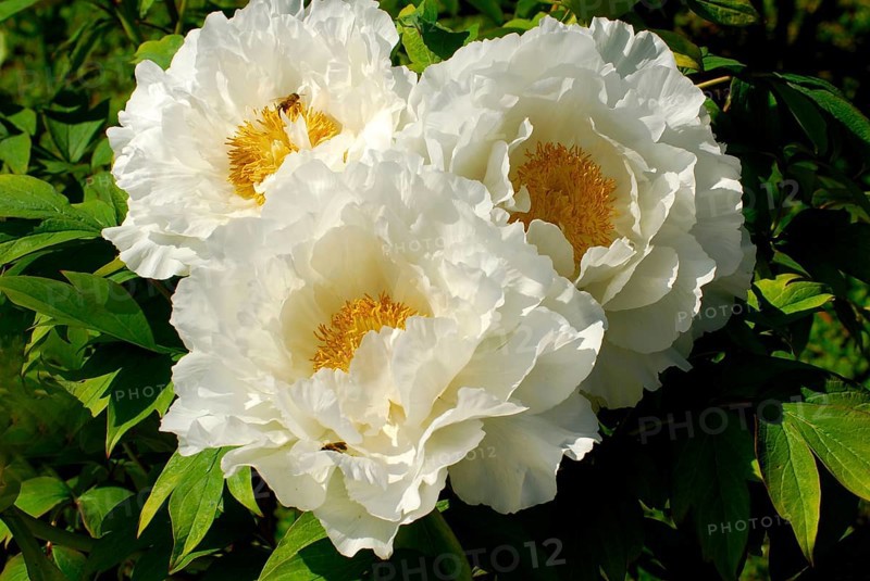 Peony 'Tsugisekai', shrub peony
