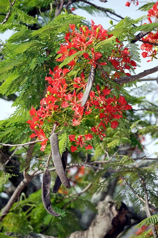 Flamboyant with fruits and blossoms (Poinciana regia), Royal Poinciana (Delonix regia), Caesalpiniaceae
