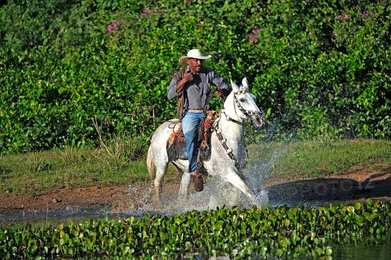 Cowboy, Pantanal, Brazil, vaqueiro, pantaneiro horse, rider, South America