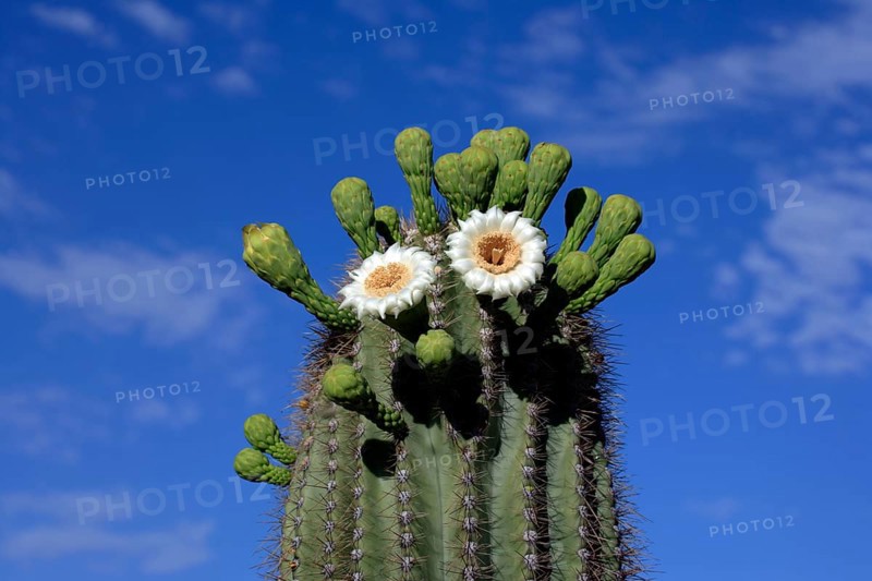 Saguaro (Carnegiea gigantea) Cactus, Sonora Desert, Arizona, USA (Cereus giganteus)