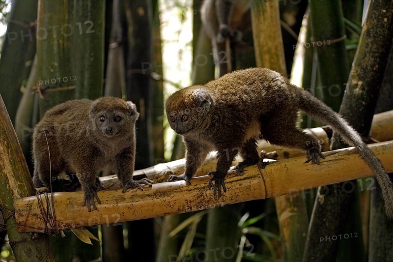 Gray Bamboo Lemur (Hapalemur griseus), pair, Madagascar, Grey Gentle Lemur, Africa