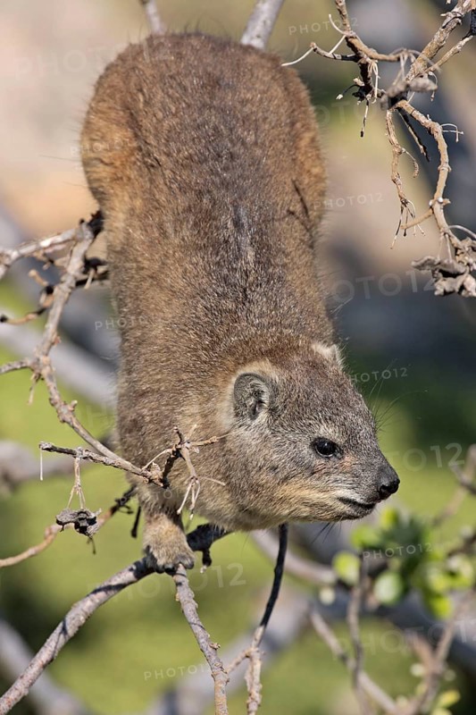 Common rock hyrax, cape hyrax (Procavia capensis)