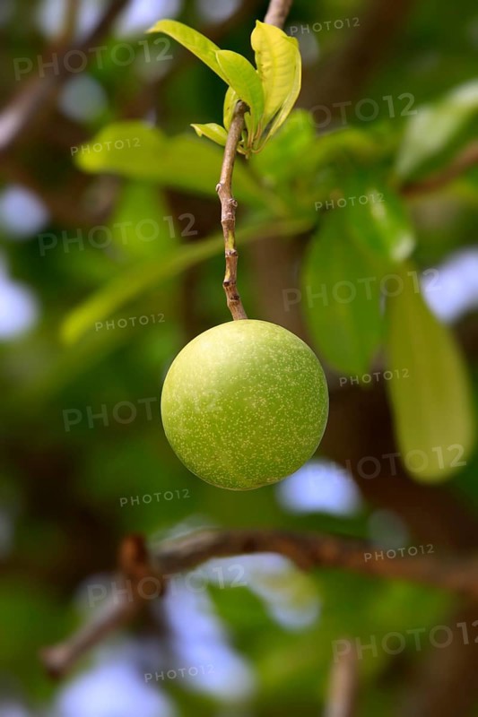 Pong Pong, Kota Kinabalu, Sabah, Borneo, Malaysia (Cerbera odollam)