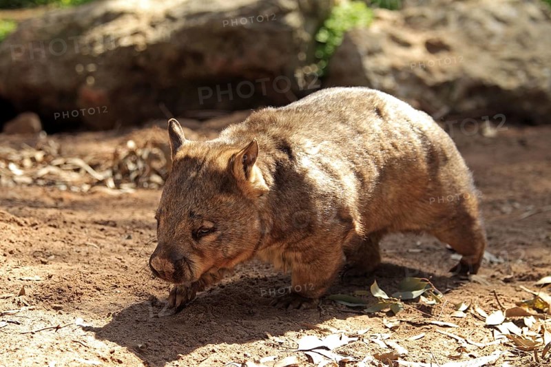 Southern Hairy-nosed Wombat (Lasiorhinus latifrons), South Australia