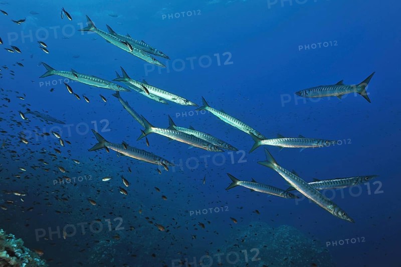 European barracuda (Sphyraena sphyraena), in marine protected area Reserva Marina de Llevant de Majorca, Mediterranean Sea, Majorca, Balearic Islands, Spain, Europe