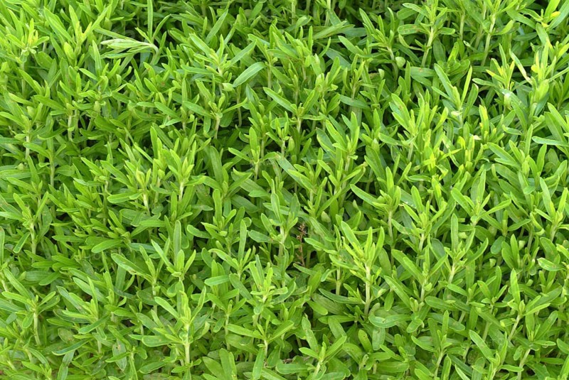 Summer savory (Satureja hortensis), also garden savory, true savory, pepperwort, family of the labiates, used since ancient times as a medicinal plant and spice plant