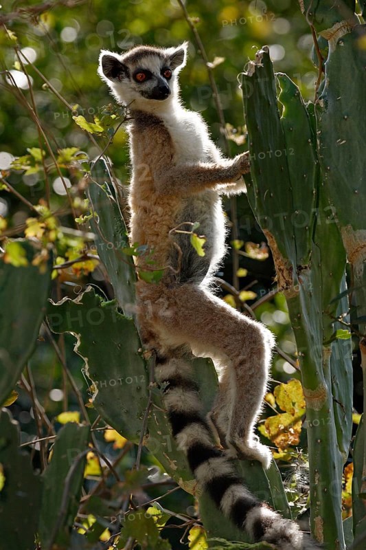 Ring-tailed Lemur (Lemur catta), Berenty Private Reserve, Madagascar, ring-tailed lemur, Berenty Reserve, Madagascar, Africa