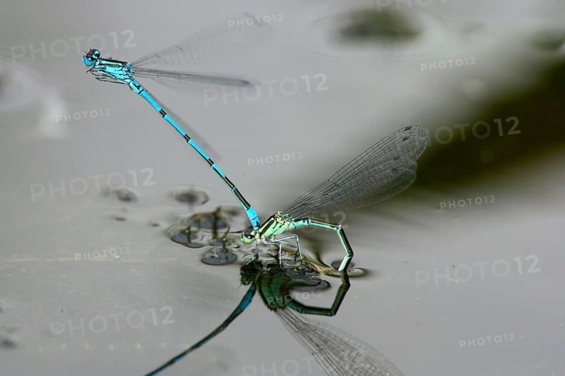 Azure damselfly (Coenagrion puella), pair, mating, azure damselfly, Germany, Europe