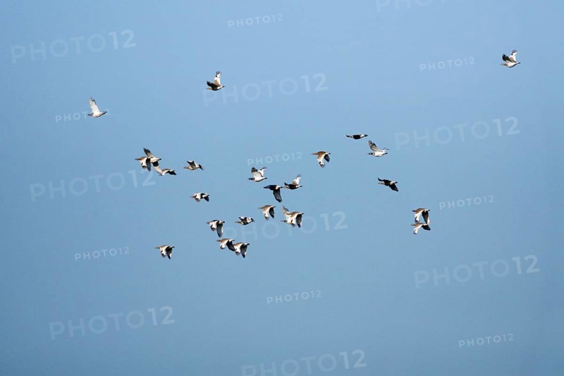 Little Bustards (Tetrax tetrax), Alentejo, Portugal, Europe