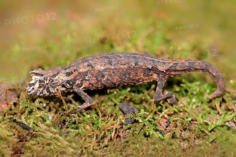 Decary's Pygmy Chameleon, female, Madagascar (Brookesia dacaryi)
