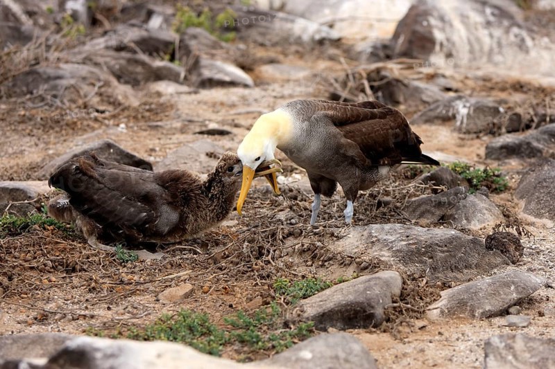 Galapagos albatross and juvenile, Galapagos Islands, Ecuador (Diomedea irrorata)