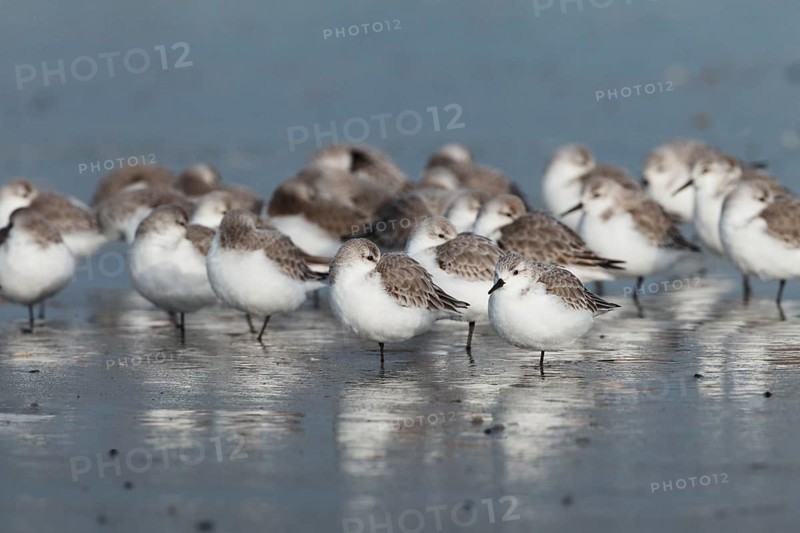 Sanderling, Calidris alba, Germany, Europe