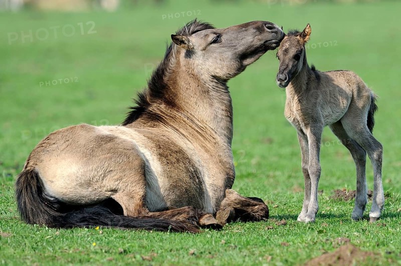 Dülmen wild horses, mare with foal, Merfelder Bruch, Dülmen, North Rhine-Westphalia, Dülmen wild horse, Germany, Europe