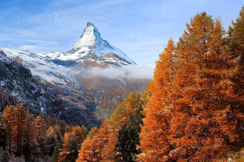 Larch forest , Larch, Matterhorn, Valais, Switzerland, Europe
