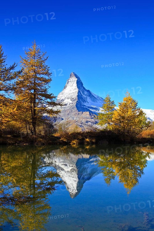 Larch forest, Larch ( Larix europaea) , Matterhorn, Valais, Switzerland, Europe
